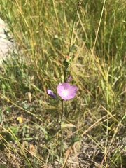 Sidalcea neomexicana