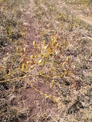 Ferulago galbanifera