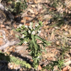 Stevia serrata
