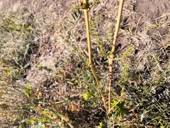 Ferulago galbanifera