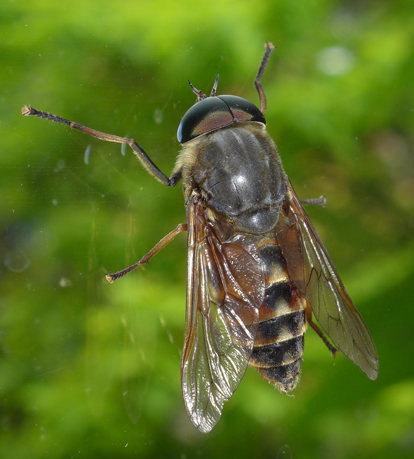 Pale Giant Horse Fly (Tabanus bovinus) · iNaturalist