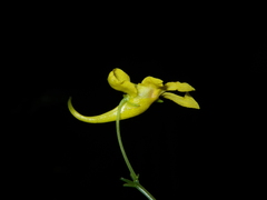 Impatiens siculifer