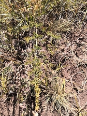 Ferulago galbanifera