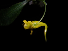 Impatiens siculifer