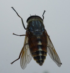 Tabanus bovinus