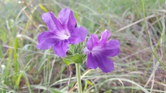Ruellia lactea