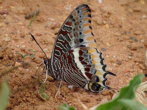 Cream-bordered Charaxes