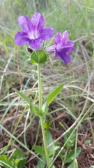 Ruellia lactea
