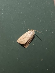 Amolita obliqua