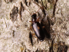 Dromius fenestratus