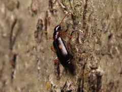 Dromius fenestratus