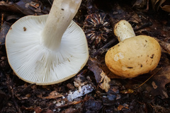 Russula ballouii