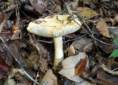 Russula ballouii