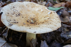 Russula ballouii