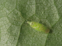 Malacocoris chlorizans