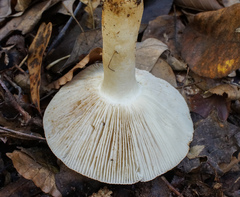 Russula ballouii