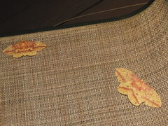 Eacles imperialis pini