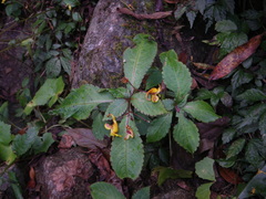 Impatiens siculifer