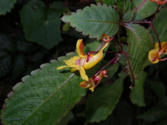 Impatiens siculifer
