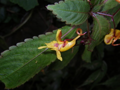 Impatiens siculifer