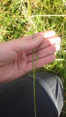 Juncus squarrosus