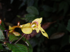 Impatiens siculifer
