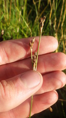 Juncus squarrosus