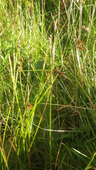 Juncus squarrosus