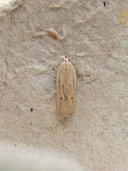 Gonioterma mistrella