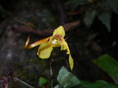 Impatiens siculifer