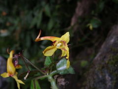 Impatiens siculifer
