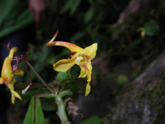 Impatiens siculifer