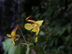Impatiens siculifer