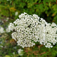 Daucus carota