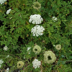 Daucus carota