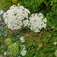 Daucus carota