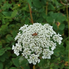 Daucus carota
