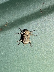 Leptostylus transversus