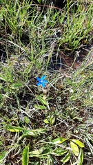 Gentiana bavarica