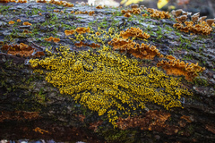 Physarum polycephalum