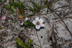 Adenandra uniflora
