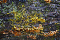 Physarum polycephalum