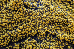Physarum polycephalum