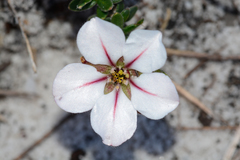 Adenandra uniflora