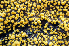 Physarum polycephalum