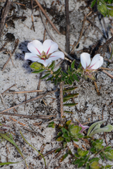 Adenandra uniflora