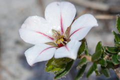 Adenandra uniflora