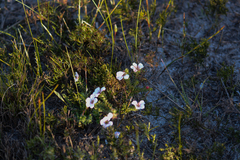 Adenandra uniflora