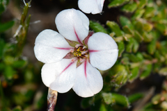 Adenandra uniflora