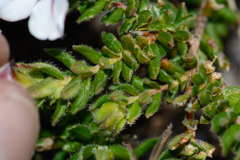 Adenandra uniflora